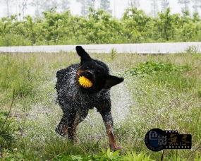 网红恶犬作品在线看,揭秘网络恶犬现象背后的真相